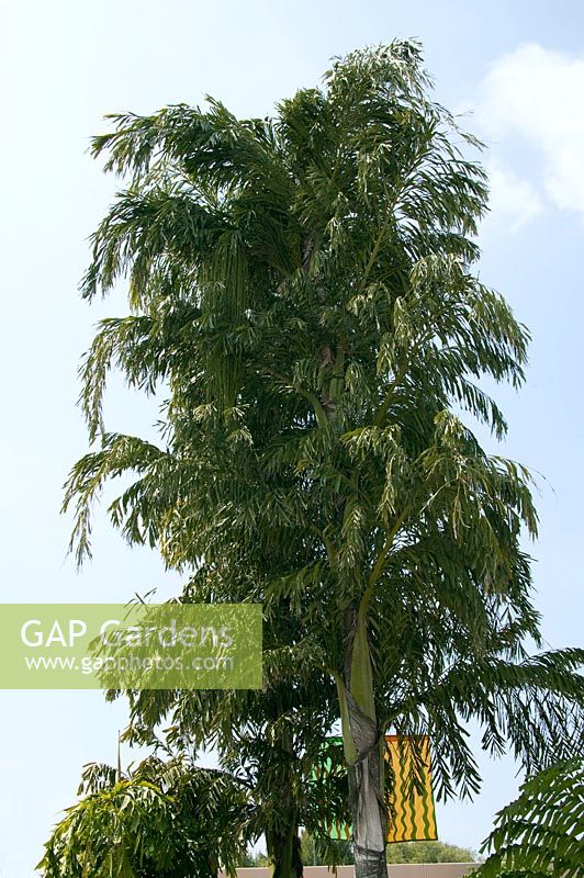 Caryota mitis