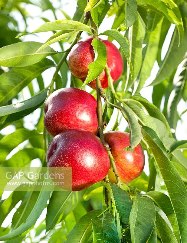 Prunus persica var. nucipersica Snowqueen