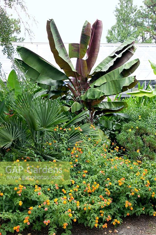 Scène de jardin tropical avec Musa, Lantana, Washingtonia