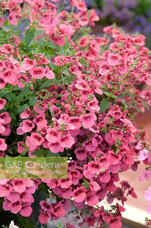 Saumon Diascia Romeo ™