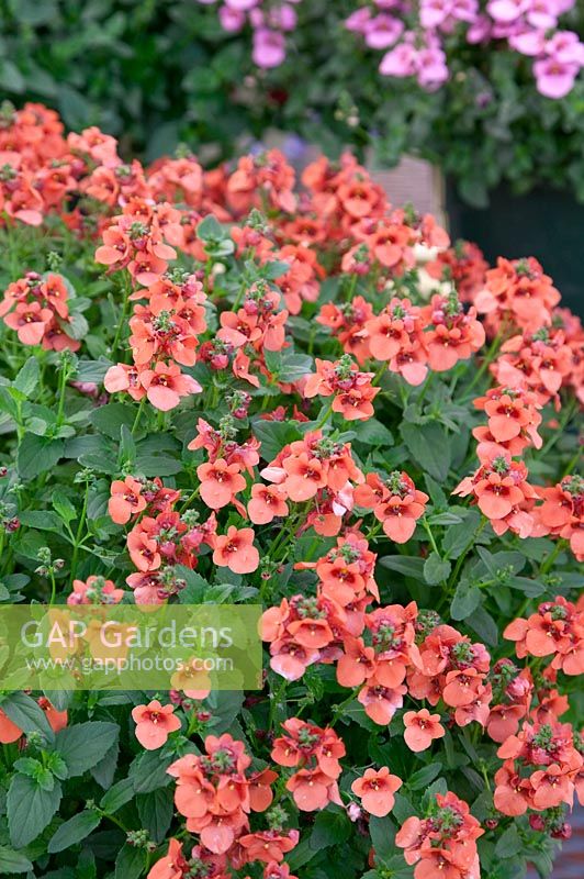 Diascia Juliet ™ Orange