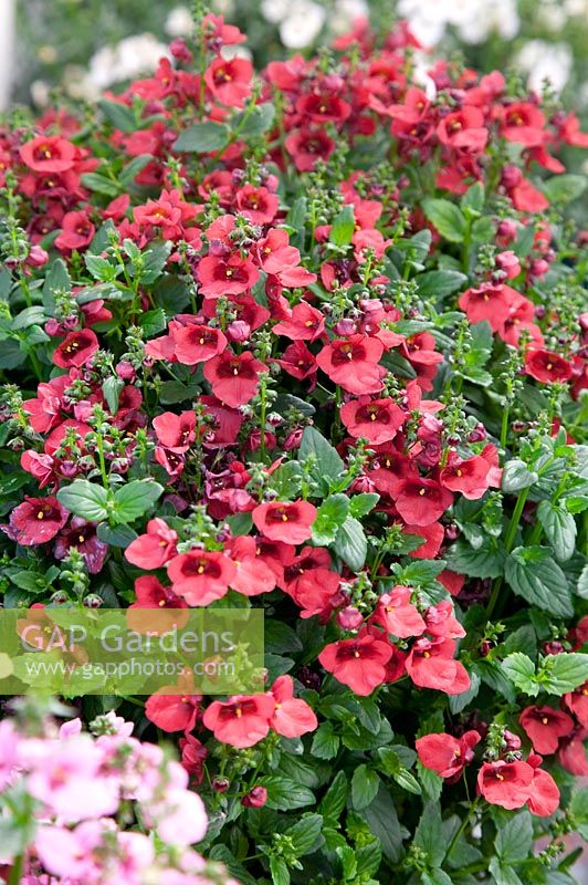 Diascia Juliet ™ Red