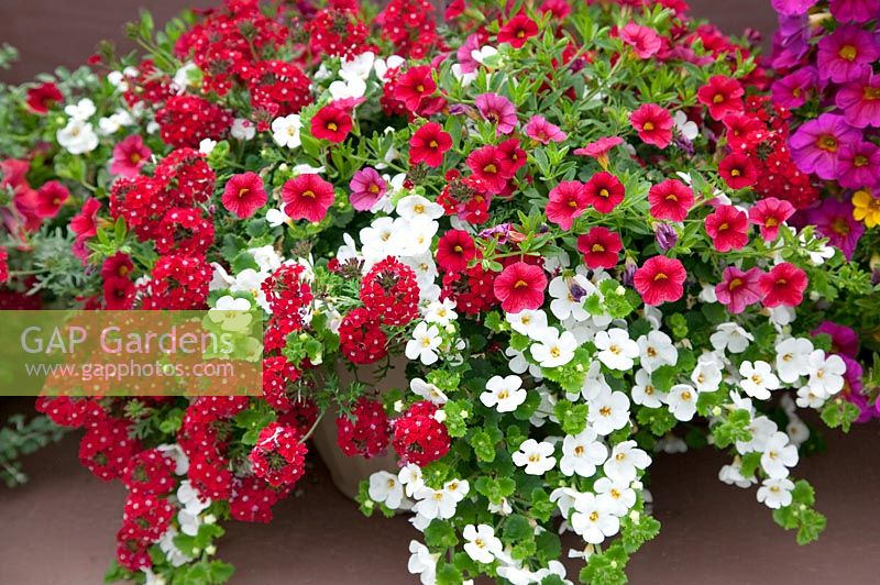 Fleur annuelle mélangée à Verbena Veralena ™ Red, Sutera Gulliver White, Calibrachoa Noa ™ Red en pot