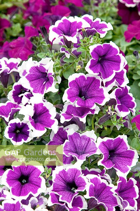 Jupe violette Petunia Cascadias ™
