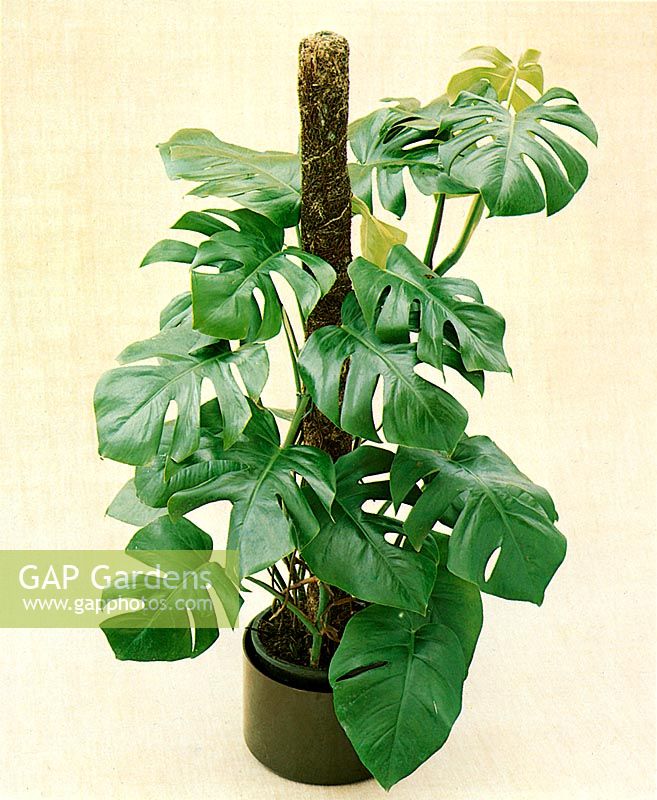 Philodendron pertusum