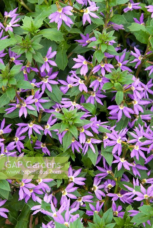 Scaevola Surdiva Blue