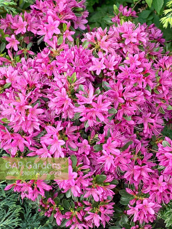 Rhododendron Hatsugiri