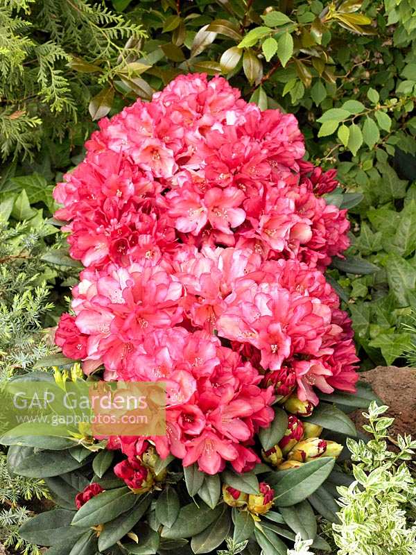 Rhododendron Malaga ®