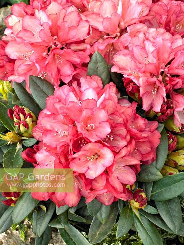 Rhododendron Malaga ®