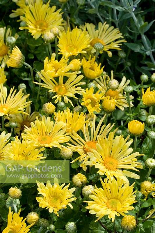 Chrysanthemum Mammoth Yellow