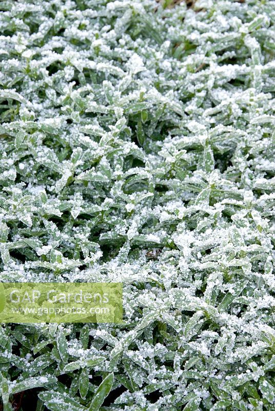 Cerastium tomentosum en hiver