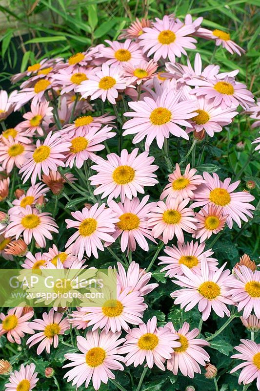 Chrysanthemum Mammoth Twilight Pink Daisy