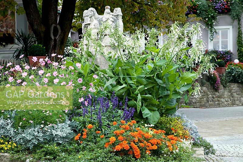 Parterres de fleurs comme plantation de rue Nicotiana, Cosmos, Tagetes, Savlia, Senecio