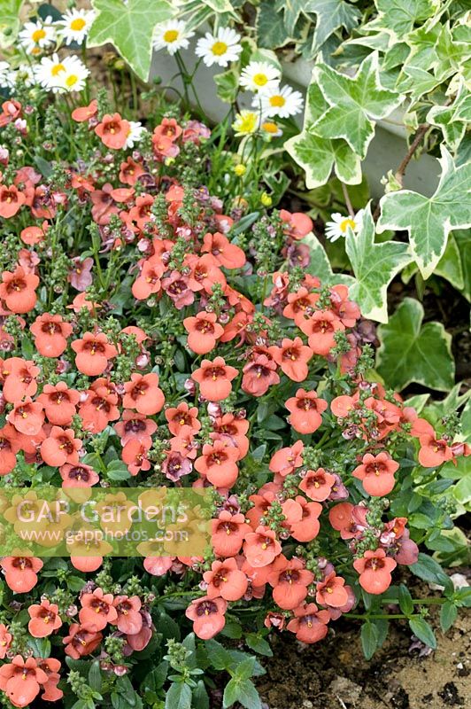 Diascia barberae Wink Orange