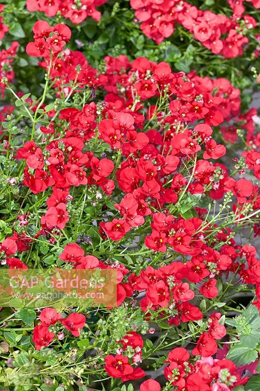 Diascia Darla Red