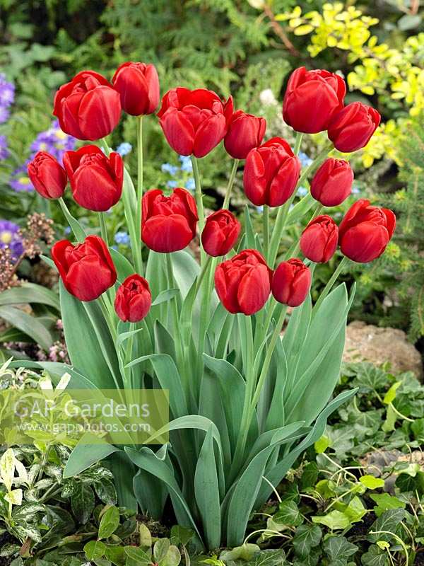 Bouquet de tulipes Triomphe Silhouette