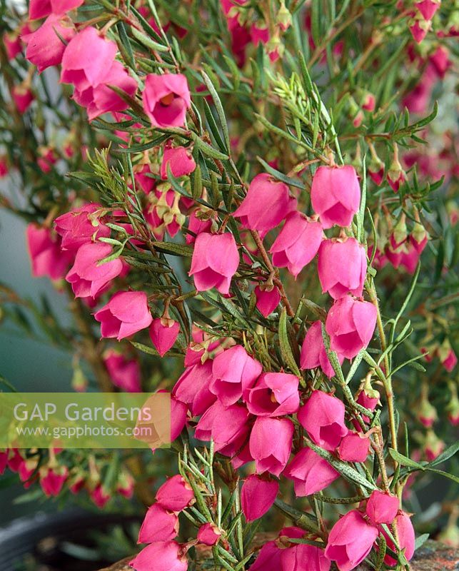 BORONIA CAROUSEL HETEROPHYLLA X MOLLOYAE