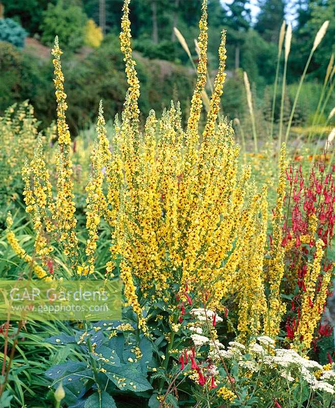 VERBASCUM HYBRID WEGA