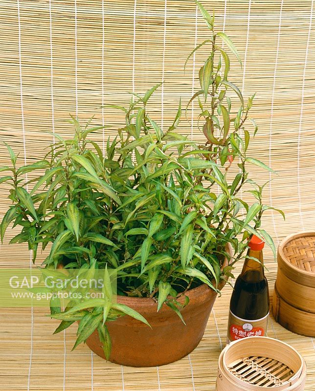 Polygonum odoratum Vietnamesemint en pot