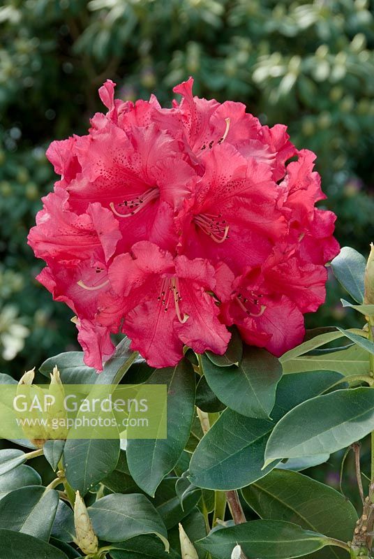 Prix du Rhododendron Hybride Markeeta