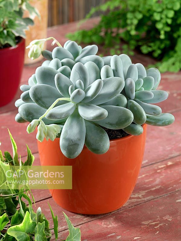 Pachyphytum oviferum en pot