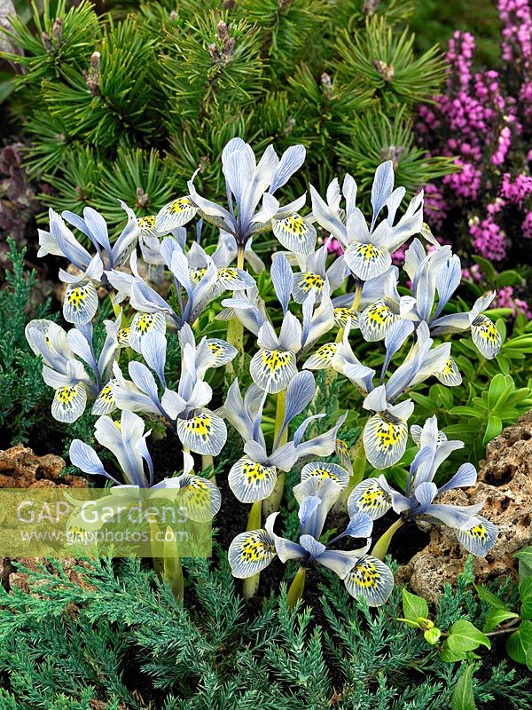 Iris histrioides Katharina Hodgkin