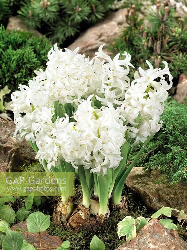 Festival blanc de Hyacinthus