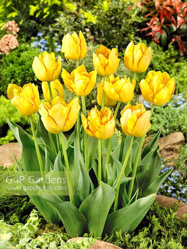 Tulipa Double Early Aquilla