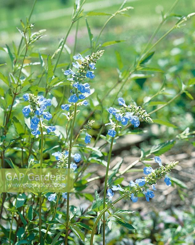 Salvia uliginosa