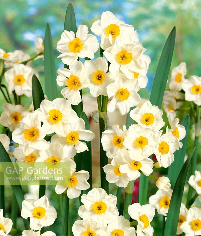 Narcissus tazetta Laurens Koster