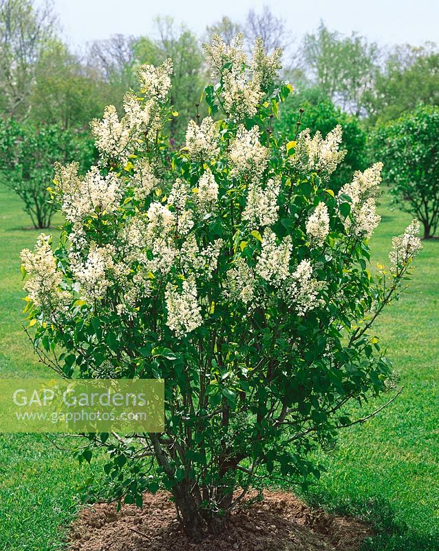 SYRINGA VULGARIS FREDERICK LOIS OLMSTEAD