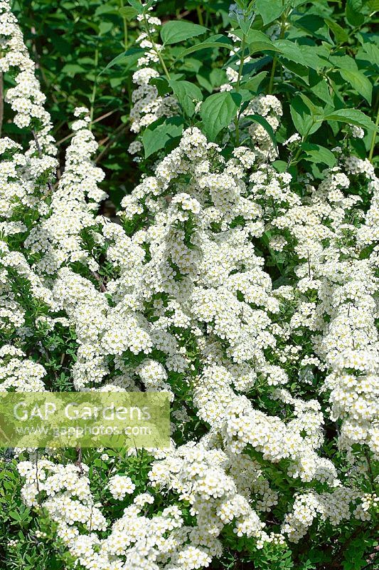 Spiraea nipponica Flächenfüller