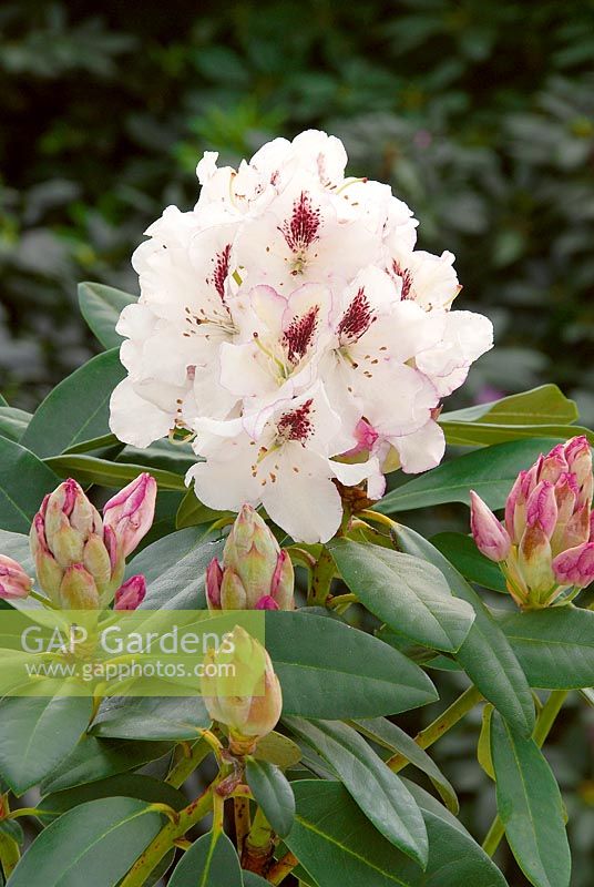Rhododendron Hybride Gudrun