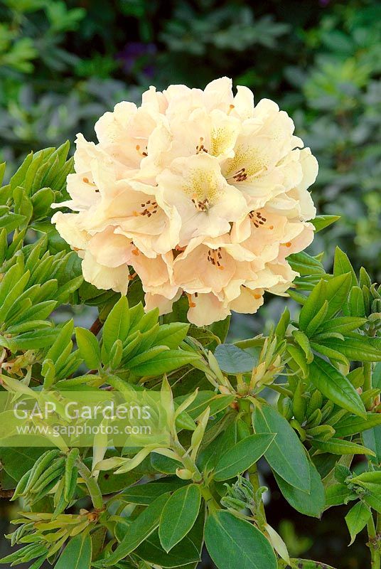 Rhododendron hybride Belkanto (S)