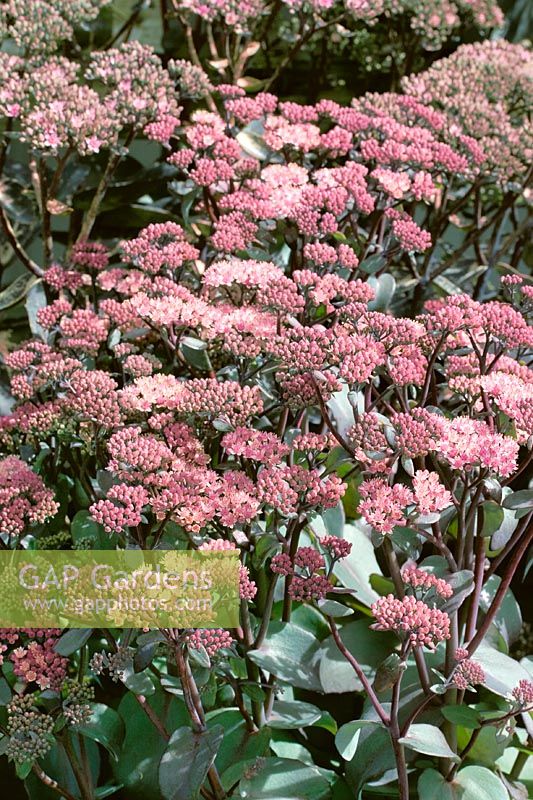 Sedum Xenox