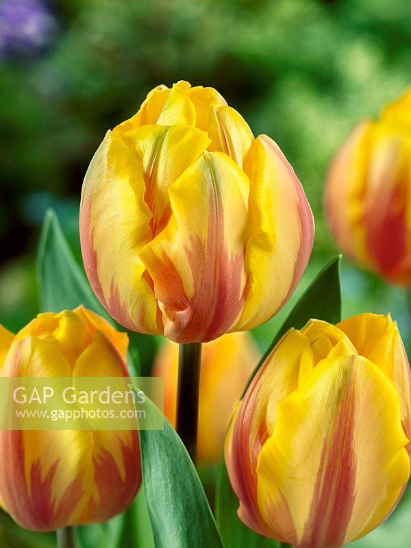 Tulipa Triumph Princess Margriet