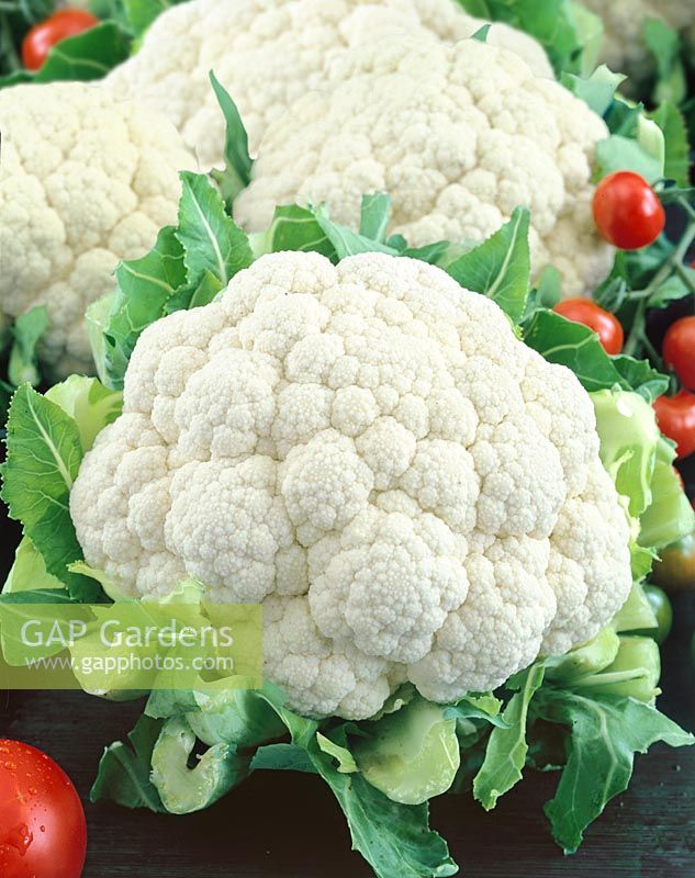 Brassica oleracea var. botrytis Early Snowball