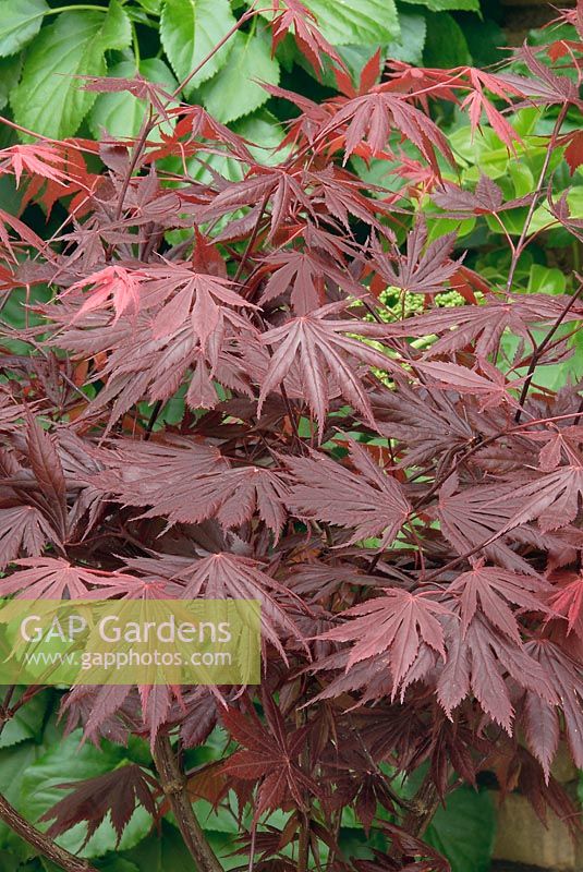 Acer palmatum Trompenburg