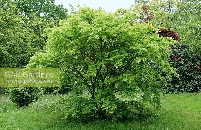Acer palmatum Ukon