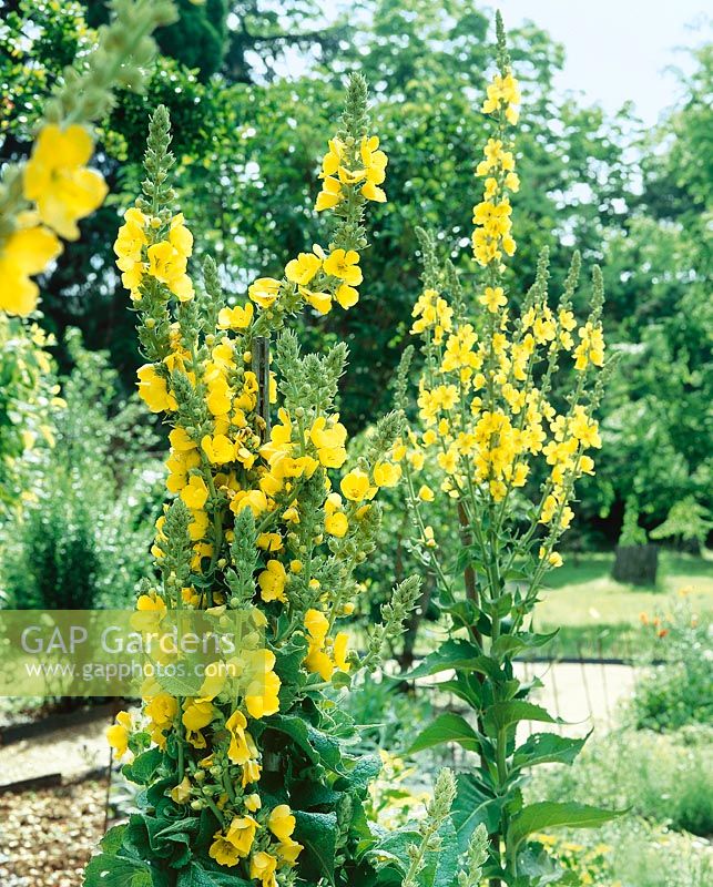 Verbascum densiflorum