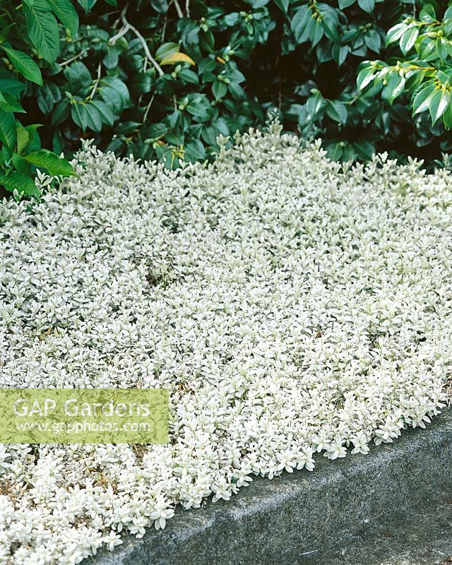 Cerastium tomentosum