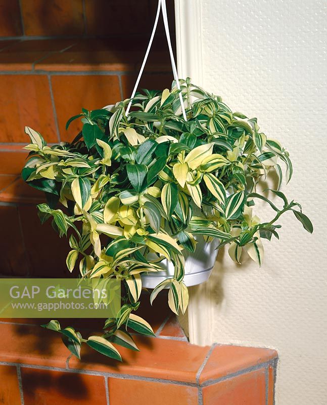 TRADESCANTIA fluminensis Variegata