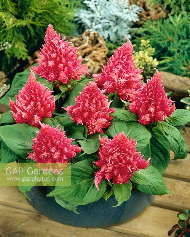 Celosia Glow Pink