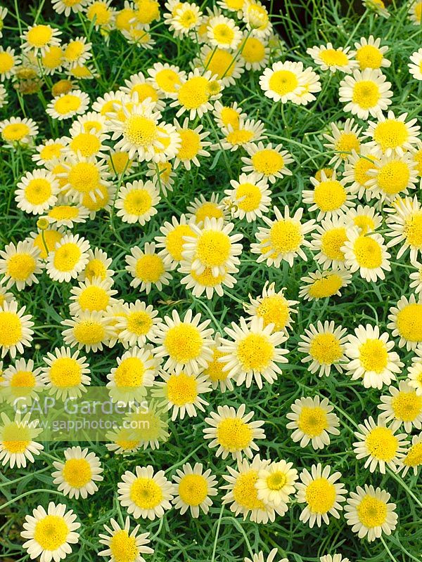 Argyranthemum Daisy Crazy ® Sole Mio