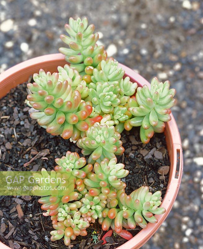 Sedum rubrotinctum Aurora