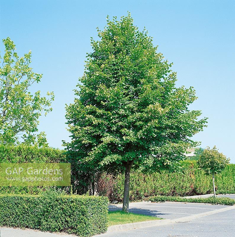 Tilia platyphyllos