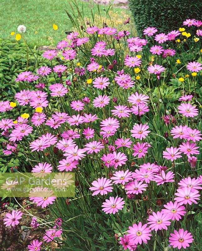 Osteospermum barberae