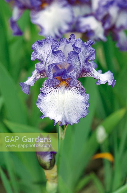 Iris x germanica comte d'Essex