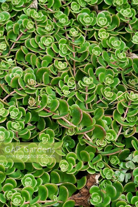 Récif corallien de Sedum