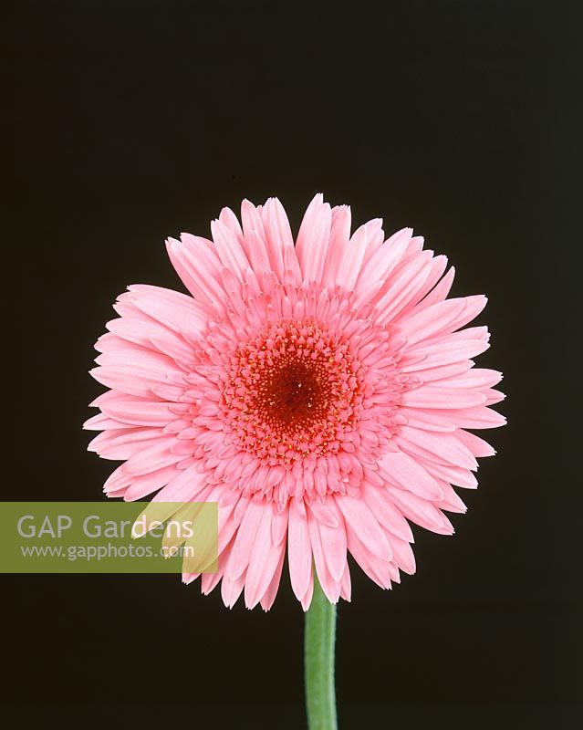 Gerbera-Hybriden Pink Attraction